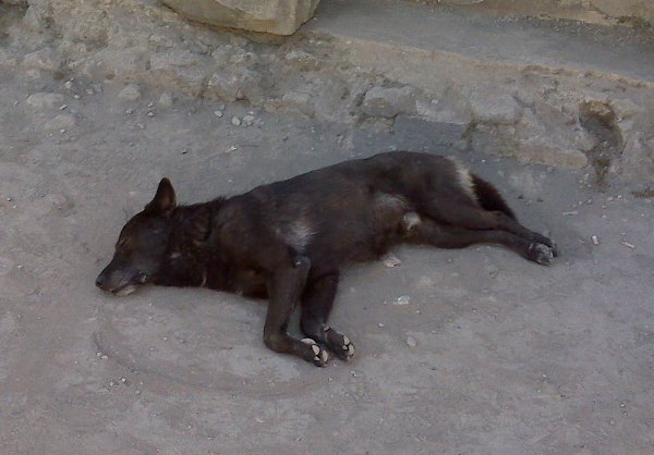 One of the semi-wild dogs that roams the site (it's just sleeping) - They are fed and regularly tended by vets