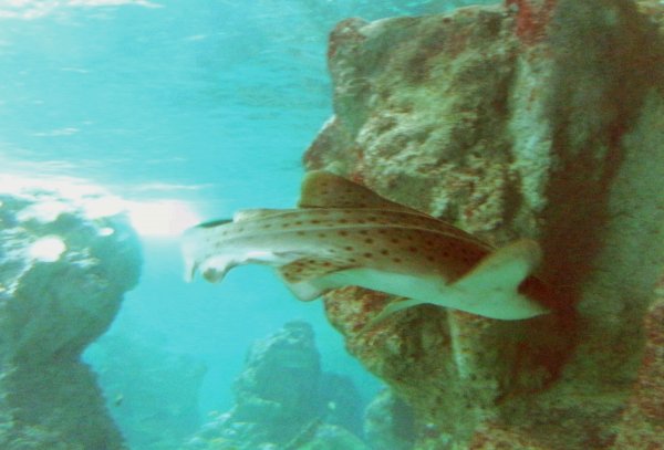 Leopard Shark in the Tropical Zone main tank