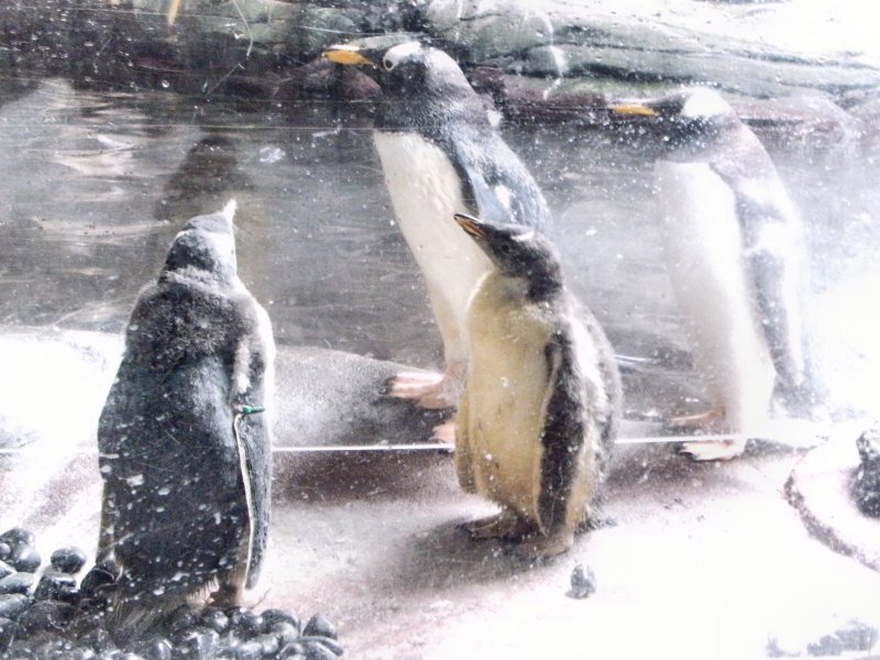 Penguins in the Polar Zone