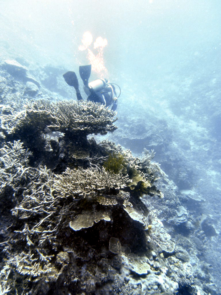 Typical scenery at Bunaken