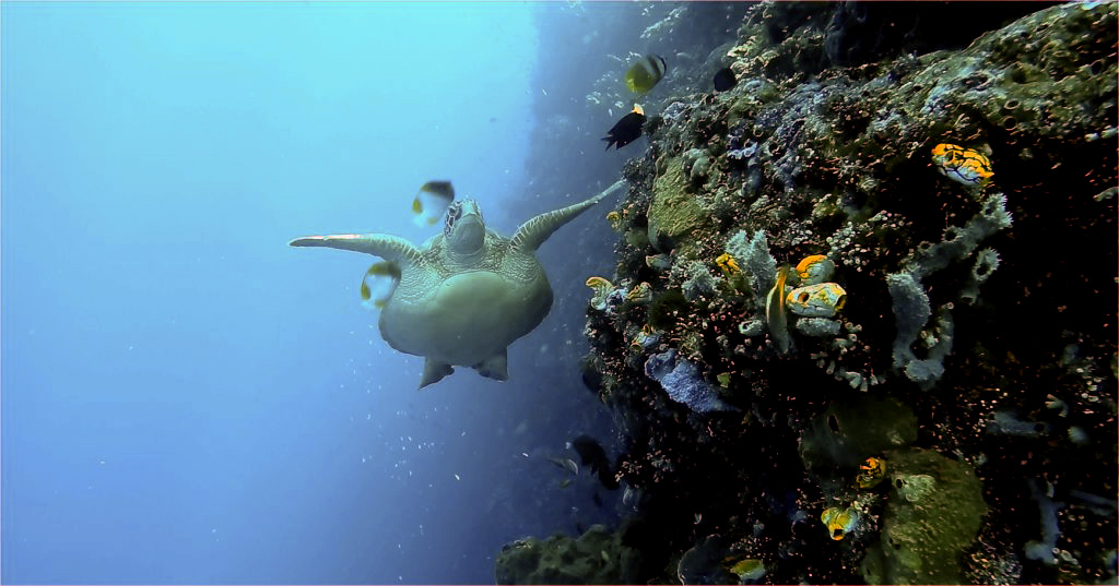 Turtle heading for Shark Cave