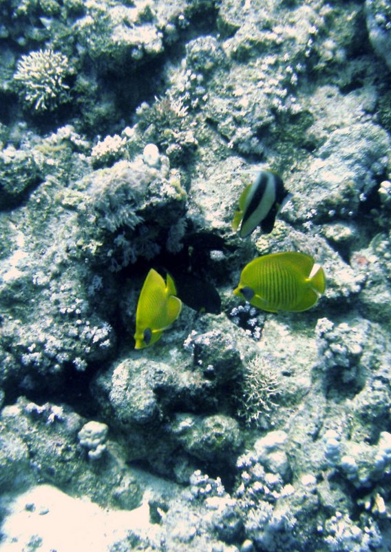 Angel fish on the reef