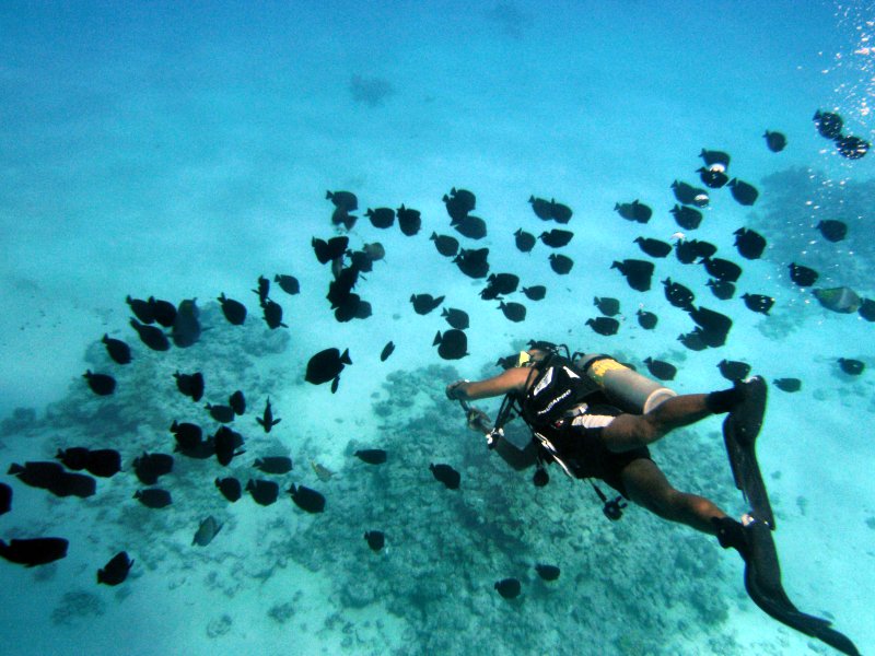 Ahmed swims through shoal of Angelfish