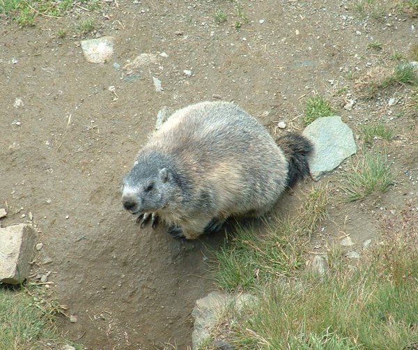 Marmot's live under shops and restaurants