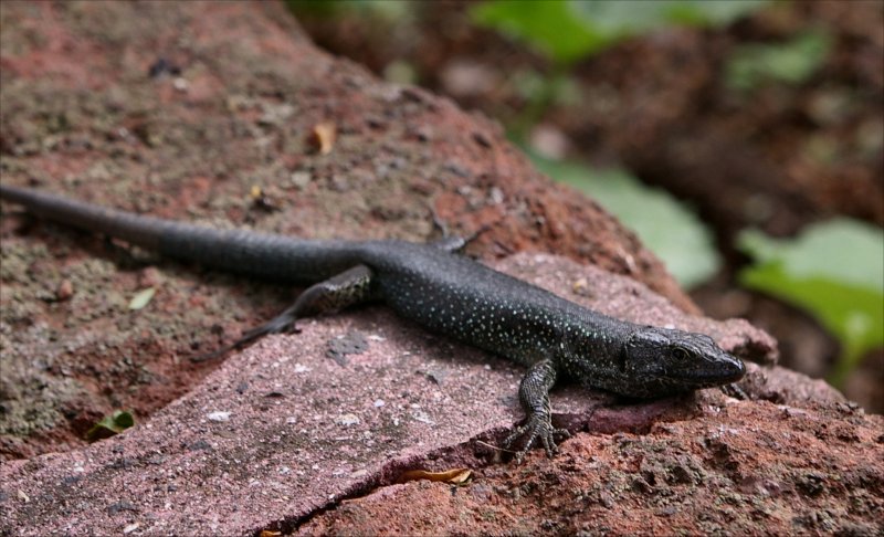 Fountain in Funchal by night