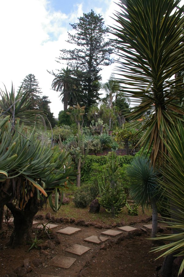 Suculents in Botanical Gardens