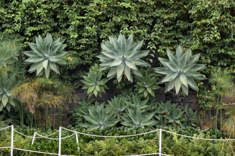 Impressive looking plants!