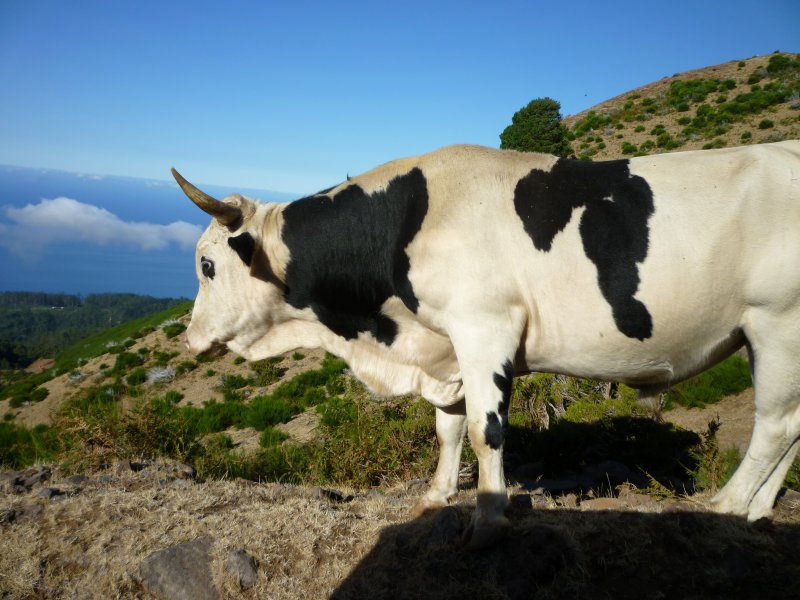Cattle on the highlands