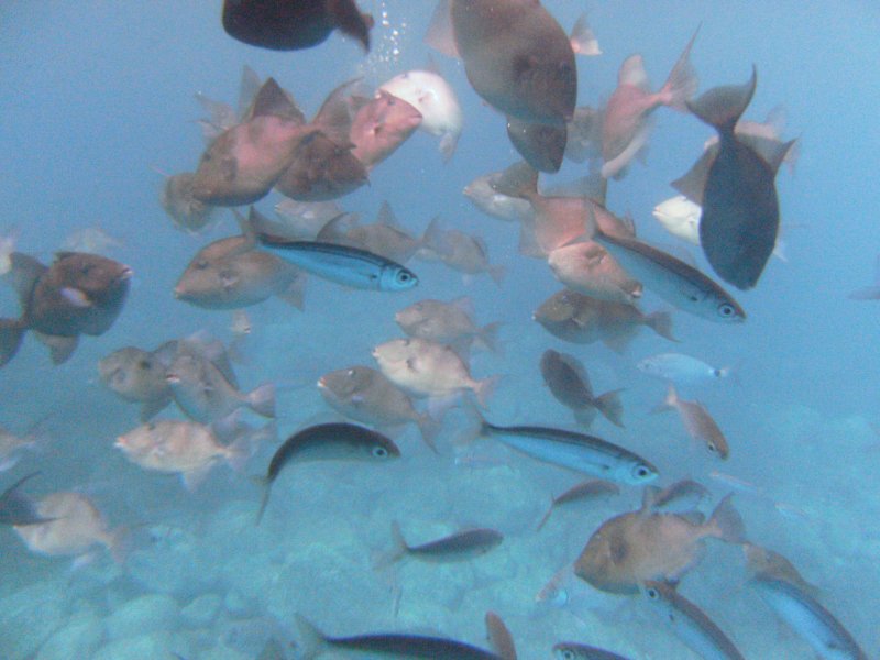 Fish know when the boats are feeding them and there's plenty to see!