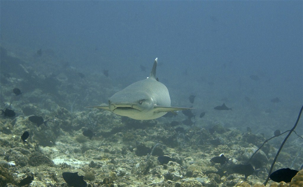 White Tip Shark