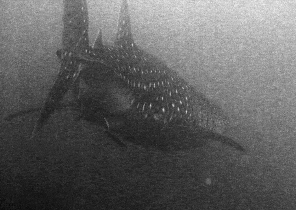 Whale Shark at depth