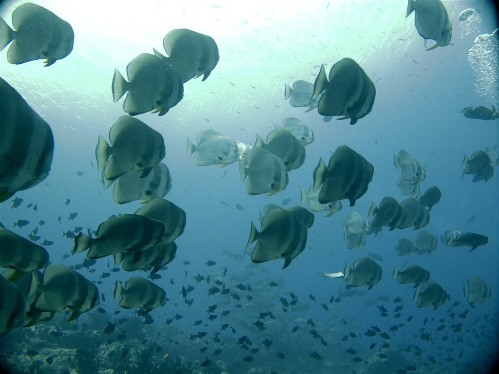 Shoal of Batfish