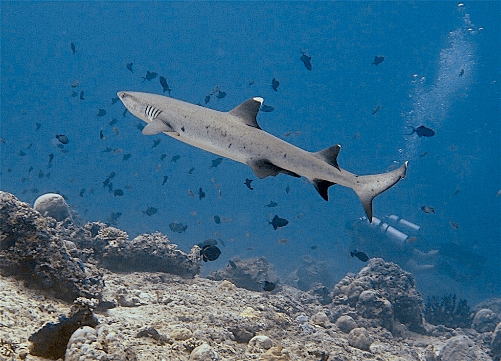 White Tip Shark