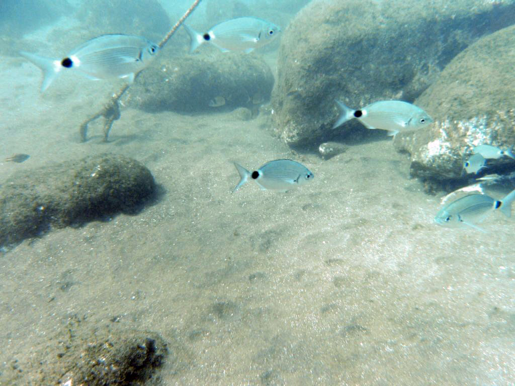 African White Bream