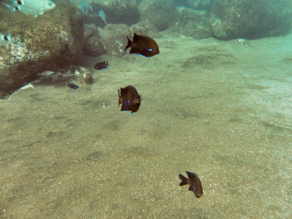 Bluefin Damselfish