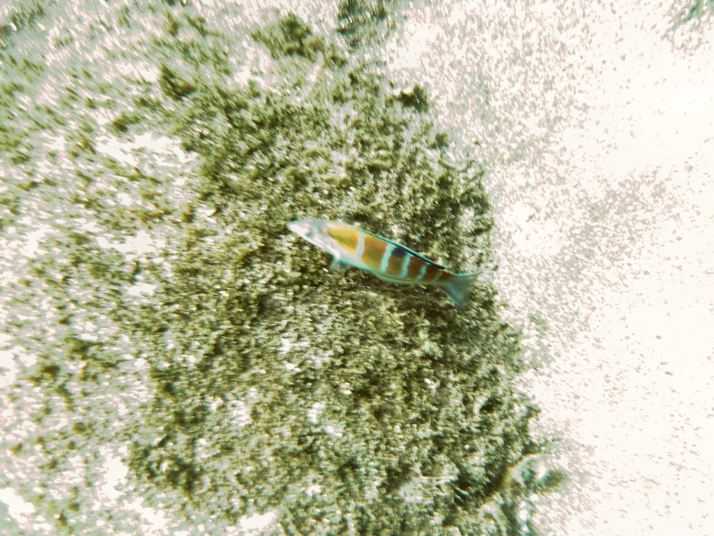 Turkish Wrasse