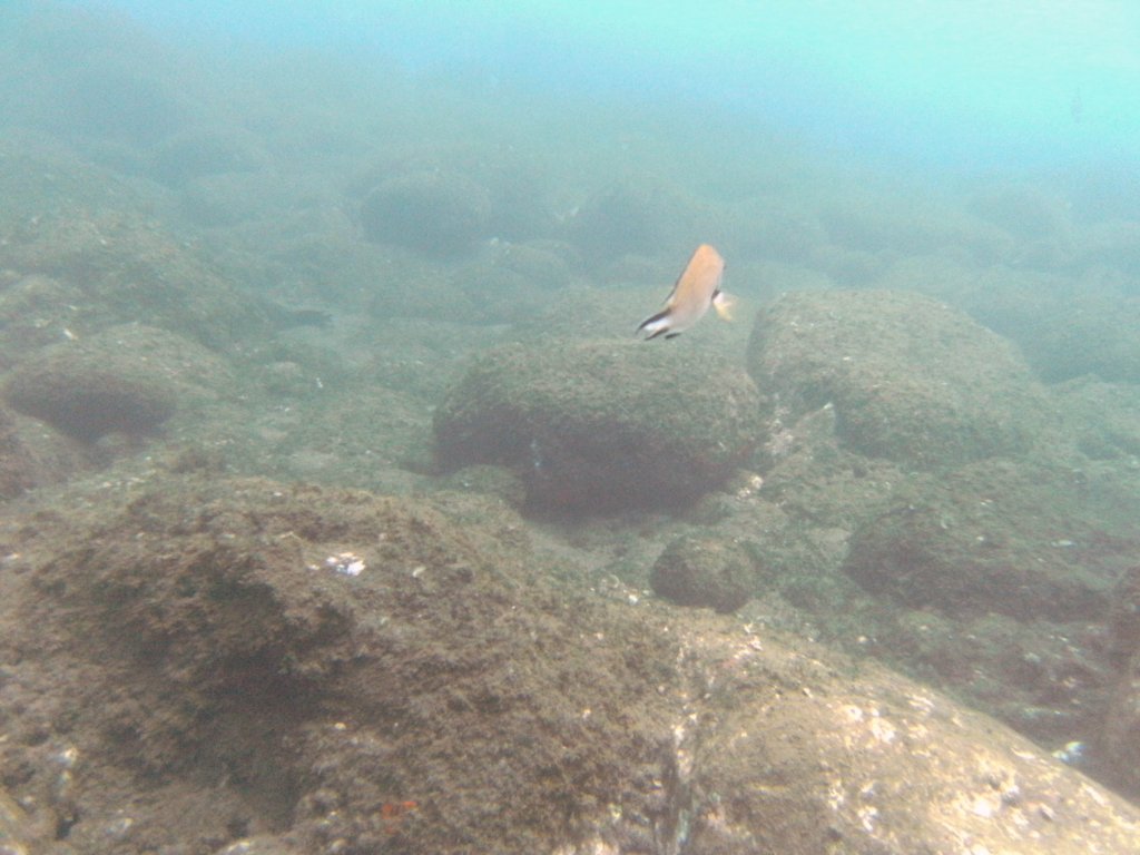 Atlantic Damselfish