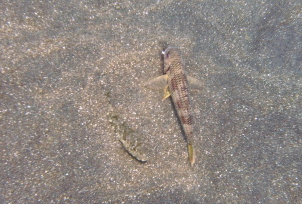Lizardfish?