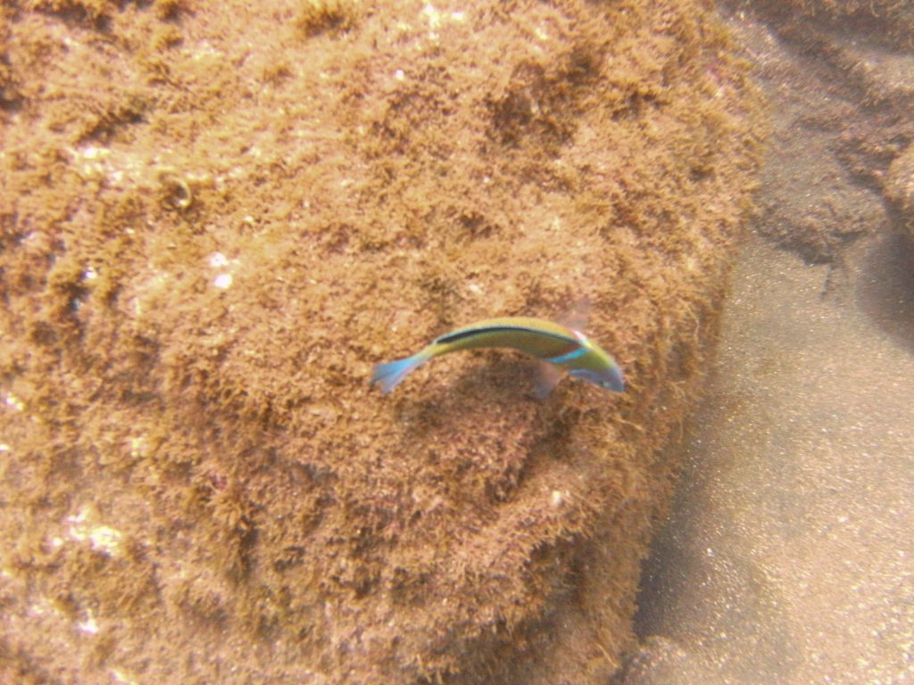 Turkish Wrasse