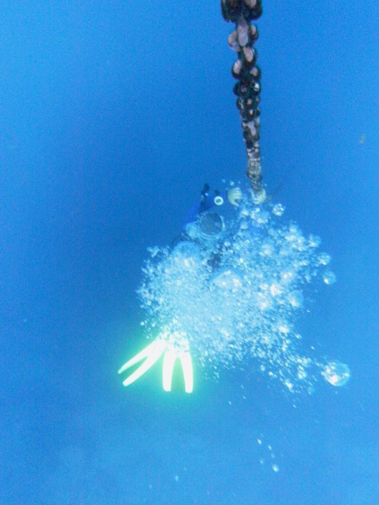 Diver checks his computer on a safety stop