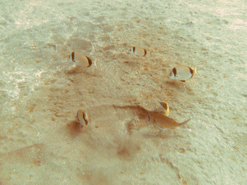 Bream and Wrasse, Garajau