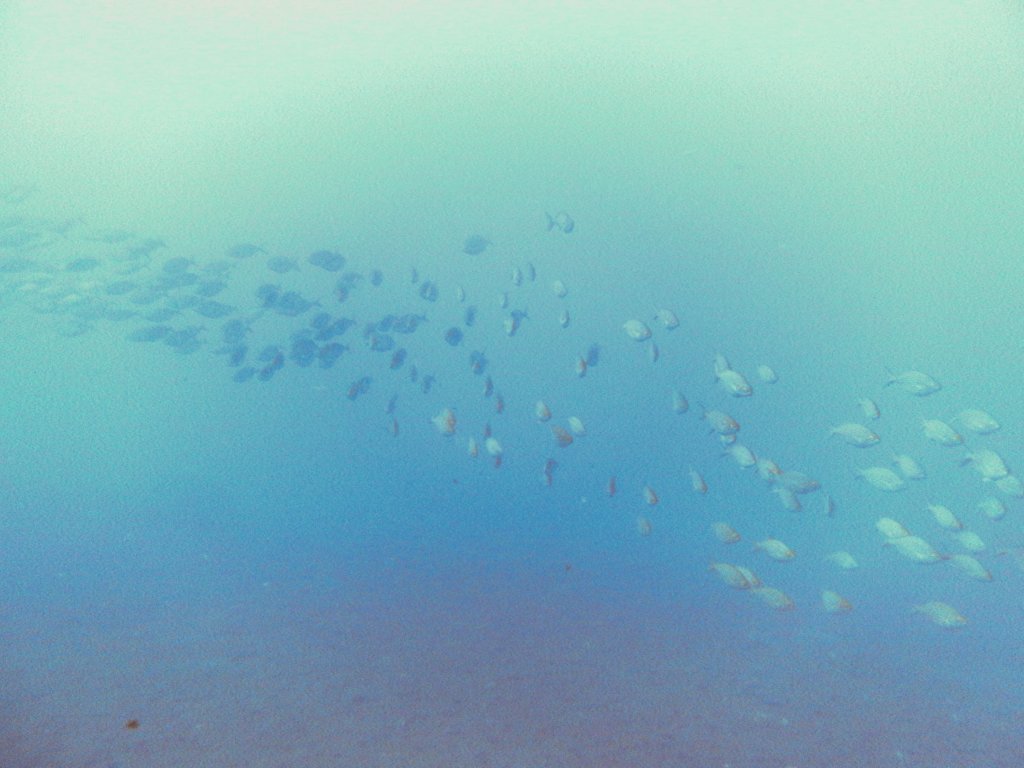 Fish aplenty