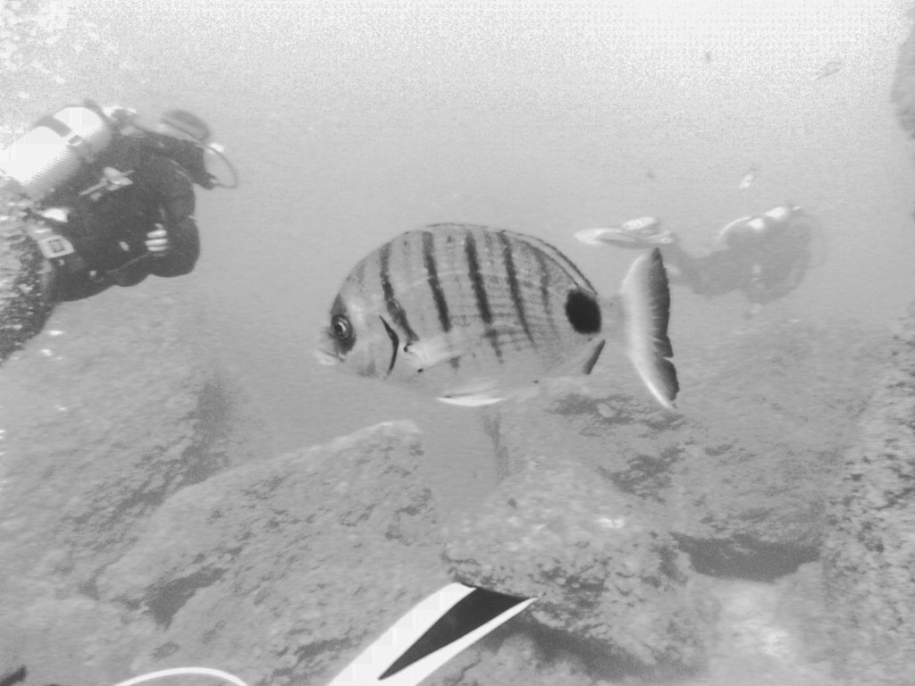 Bream and Divers