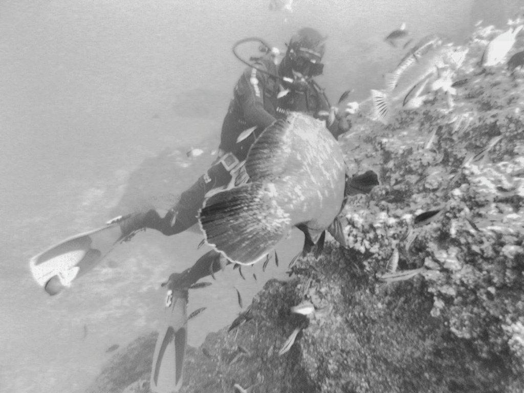 Paulo feeds Giant Grouper