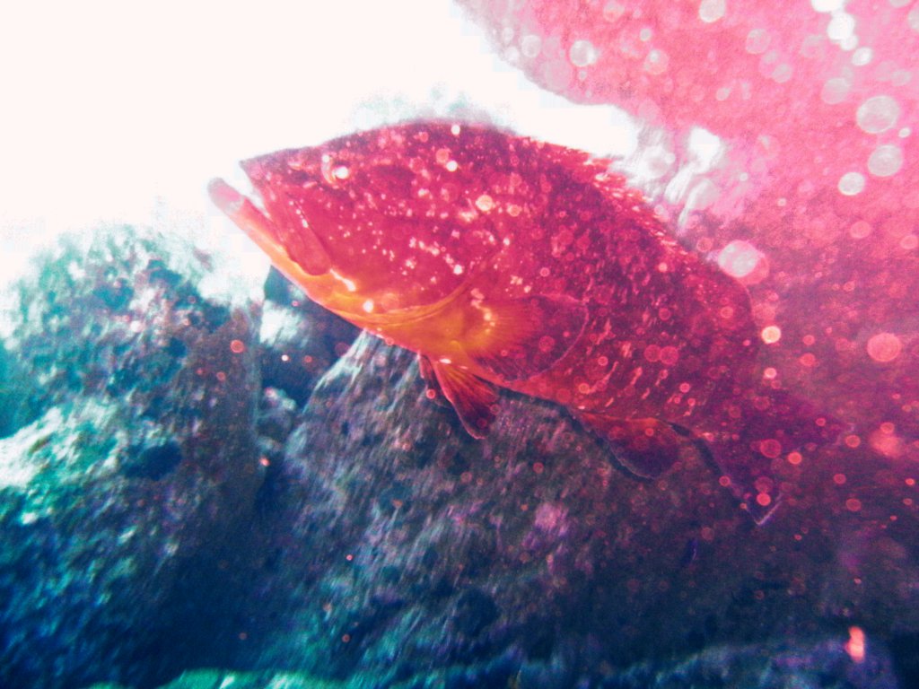 Famous Giant Grouper
