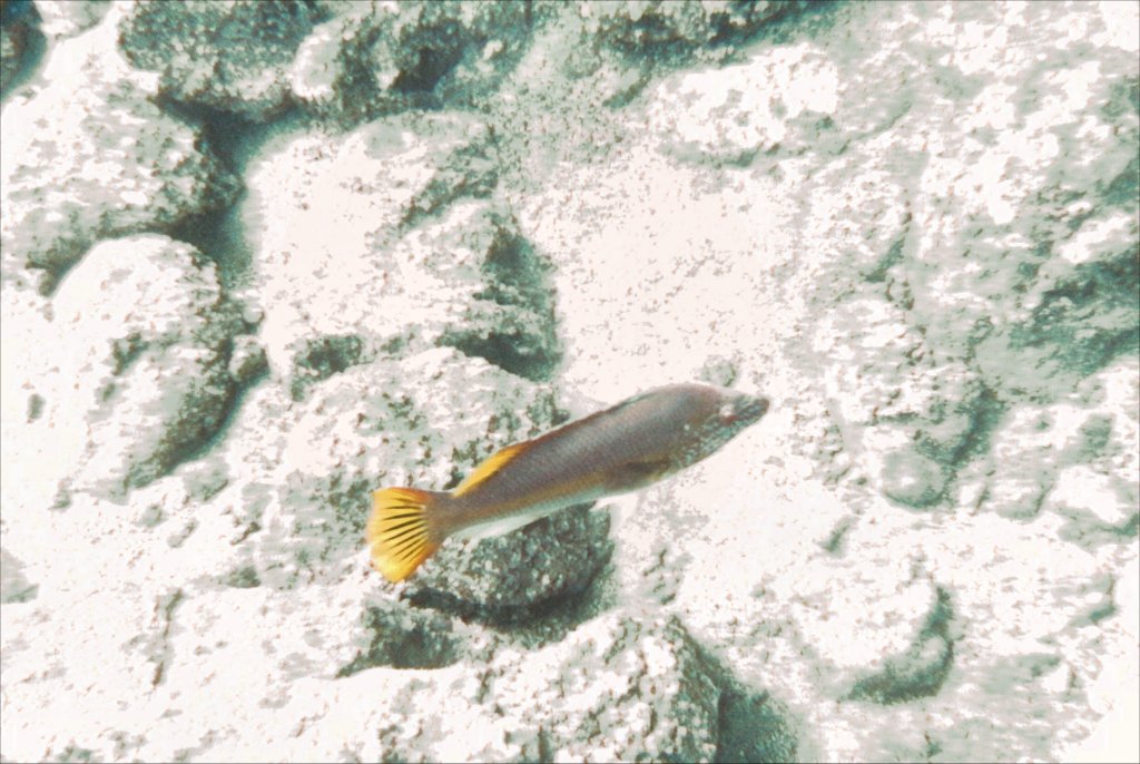 Fish