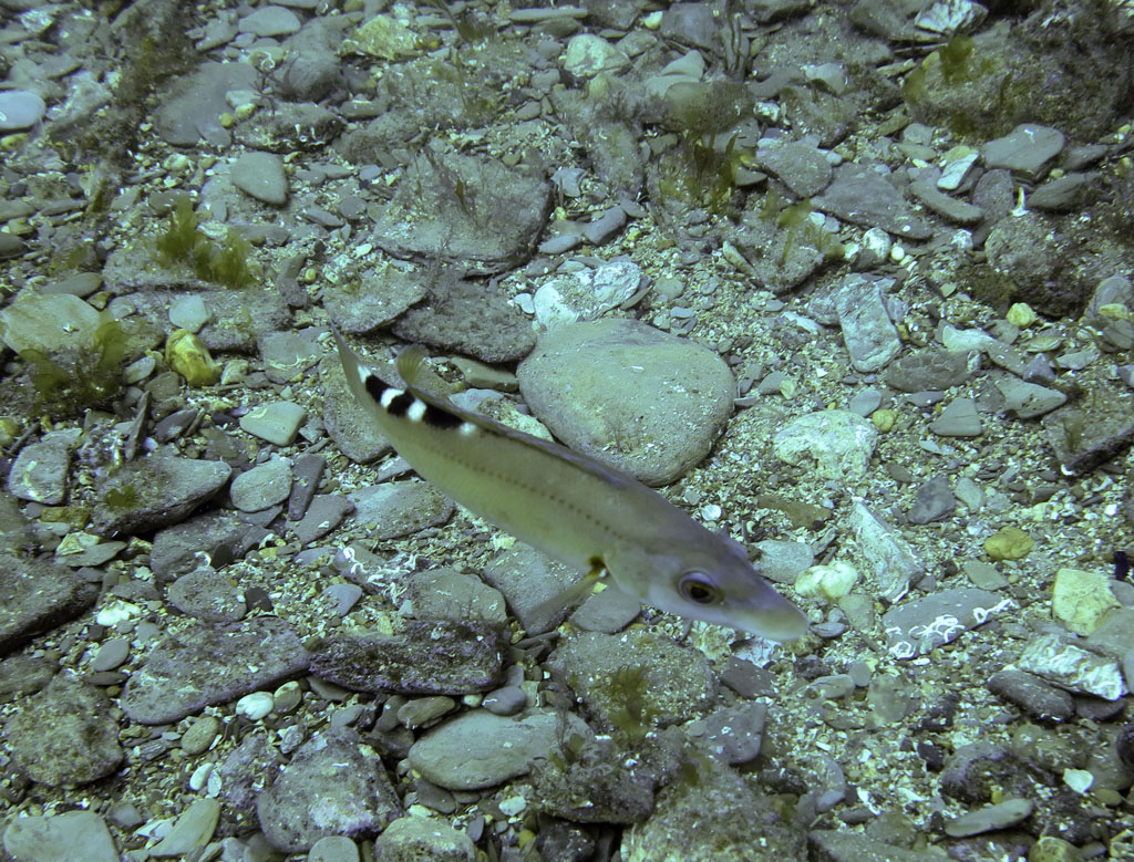 Cuckoo Wrasse